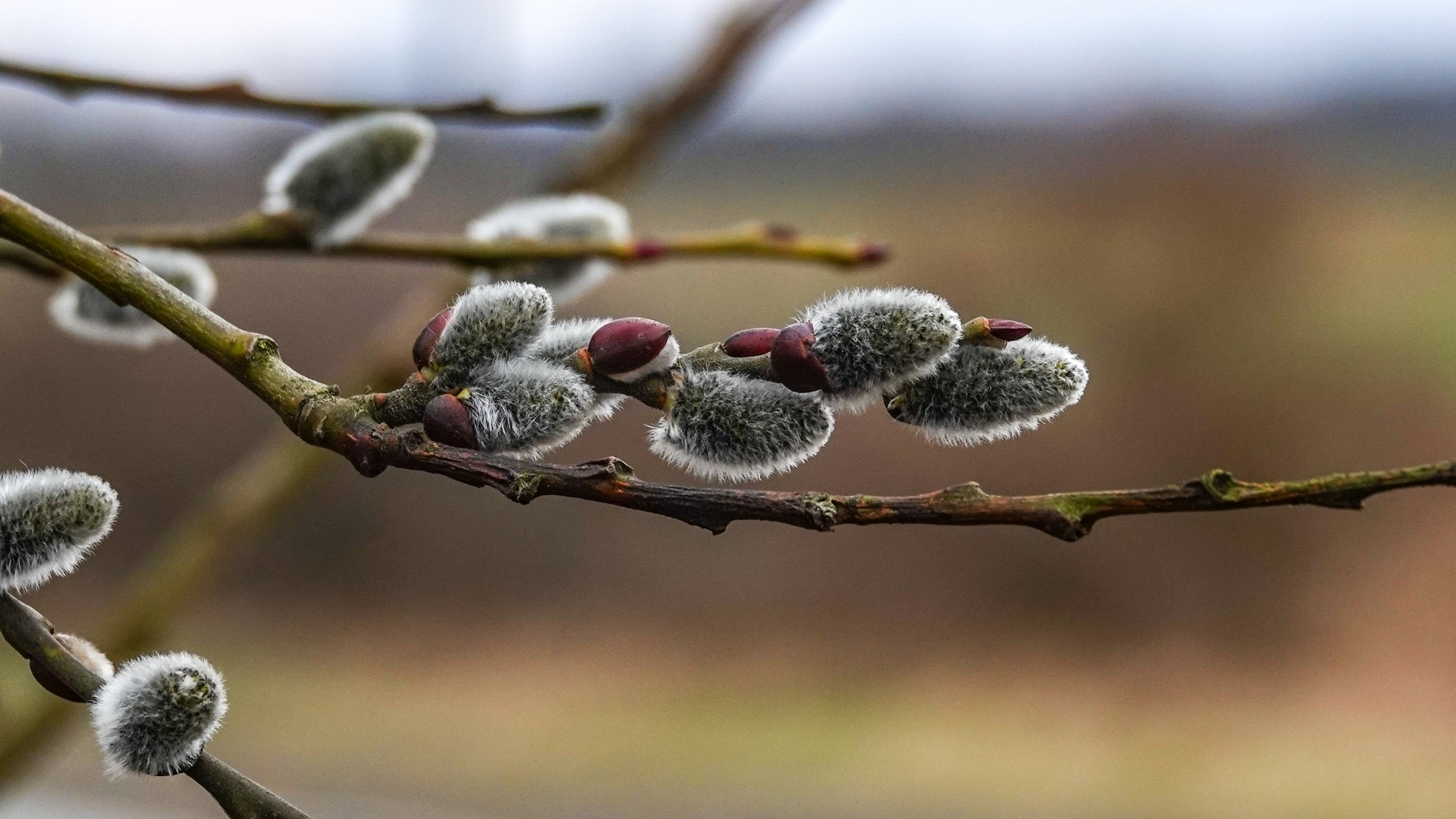 Wiosenna pobudka - zdjęcie 15