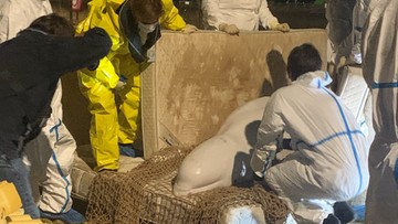 Białucha arktyczna wyłowiona ze śluzy na Sekwanie. Rzadkim ssakiem zajęli się weterynarze