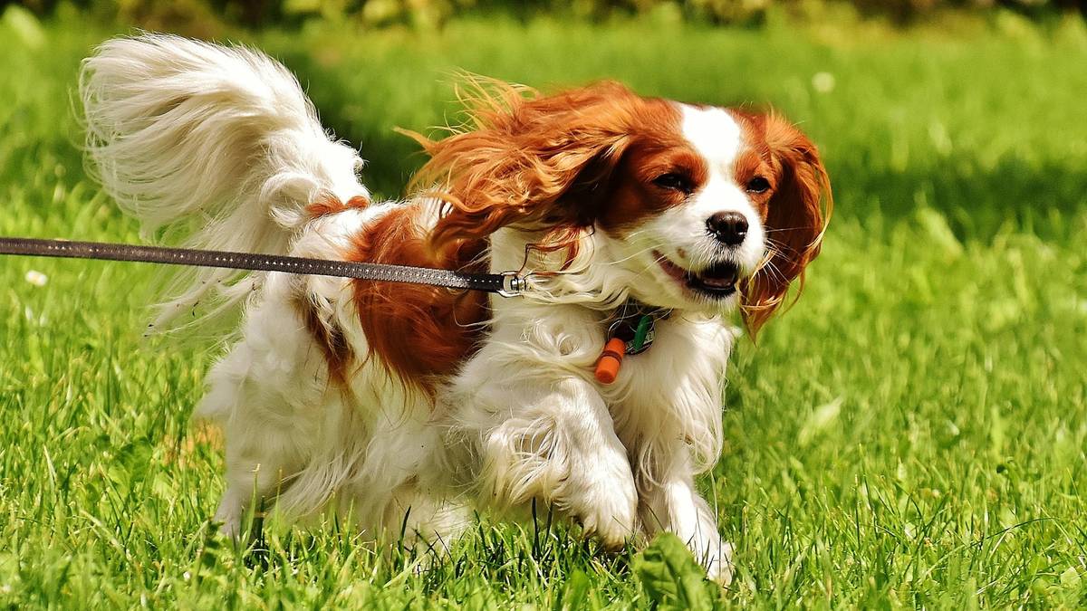 Cavalier king charles spaniel