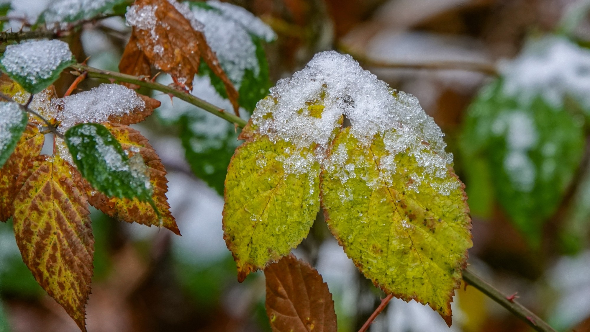 Pierwszy śnieg - zdjęcie 5