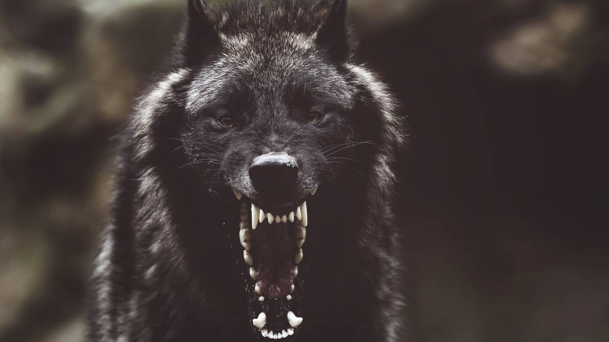 Pasożyt przejmuje kontrolę nad wilkami. Scenariusz jak z horroru, a prawdziwy