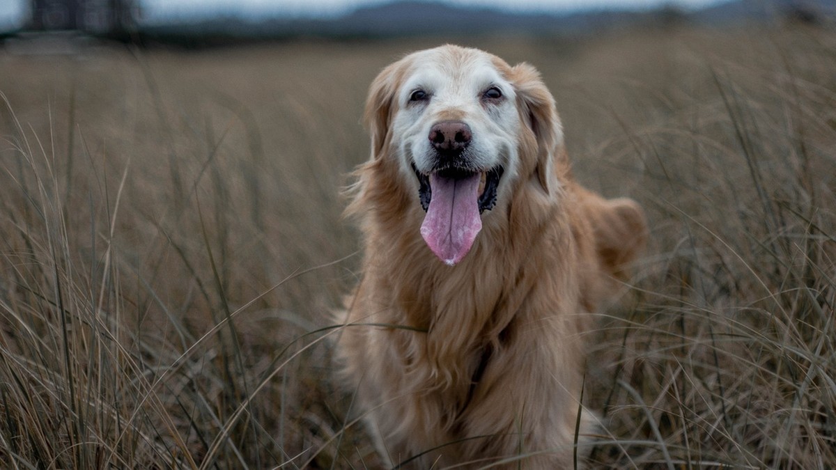 Rasy psów średnich – poznaj 10 najciekawszych 