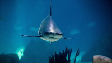 Ataki rekinów w Egipcie. Wskazano większe zagrożenie dla turystów