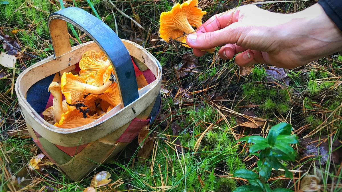 Ręka trzymająca pomarańczowego grzyba kurki nad wiklinowym koszykiem wypełnionym kurkami, na tle leśnego runa.