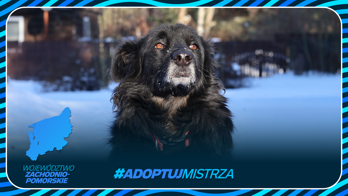 Portret czarnego psa na śniegu z hasłem #AdoptujMistrza i mapą wojew&oacute;dztwa zachodniopomorskiego.