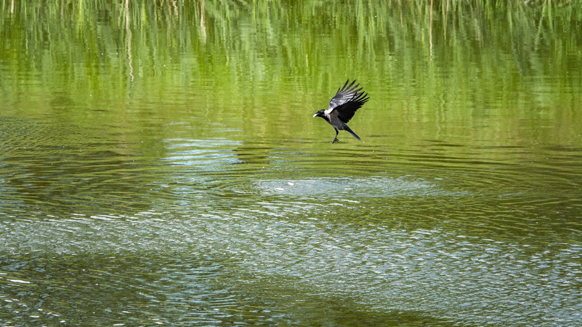 Z kamerą wśród zwierząt - zdjęcie 82