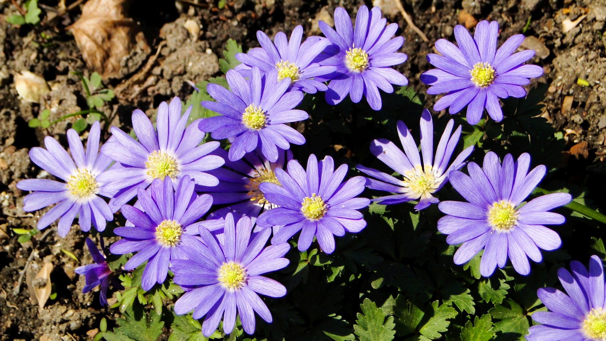 Wiosna radosna - zdjęcie 5