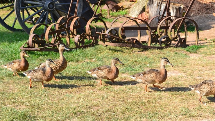 Podwoiła się liczba gospodarstw z ptasią grypą w Bułgarii