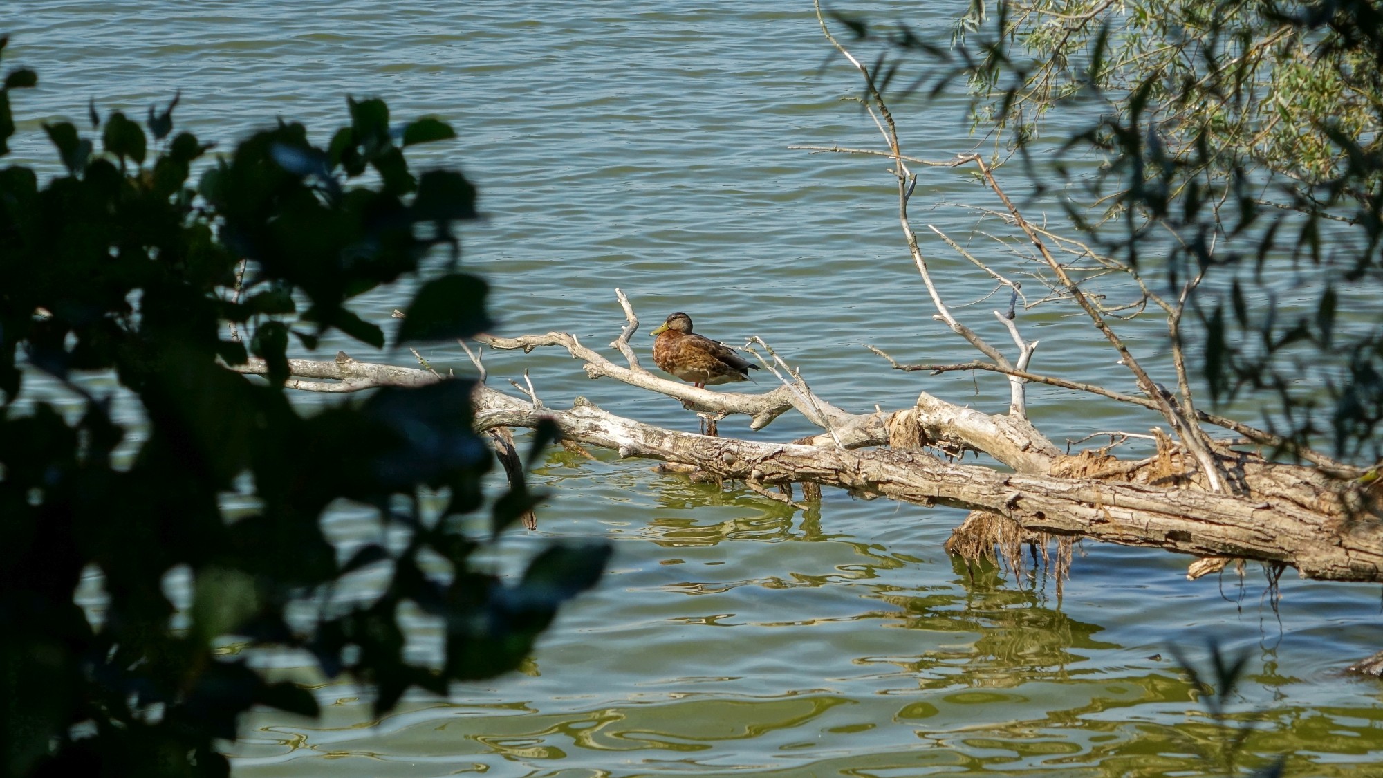 Późne lato na łonie natury - zdjęcie 36