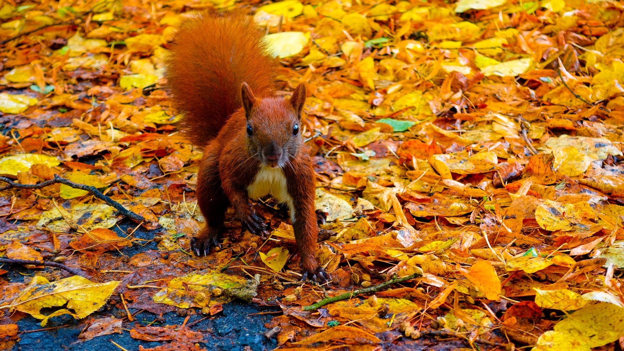 Kraina jesieni - zdjęcie 5