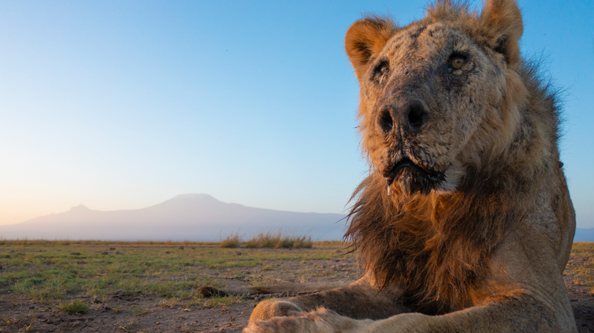 Najstarszy lew Afryki nie żyje. Został zabity, gdy szukał pożywienia
