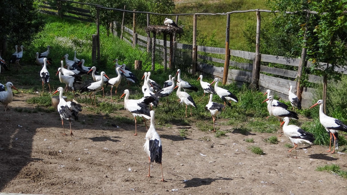 Bociania wioska - zdjęcie 28