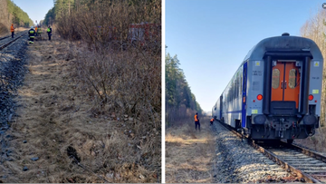Pociąg uderzył w żubry. Zwierzęta nie przeżyły