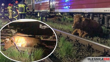 Krowy potrącone przez pociąg. Jedna utknęła pod wagonem