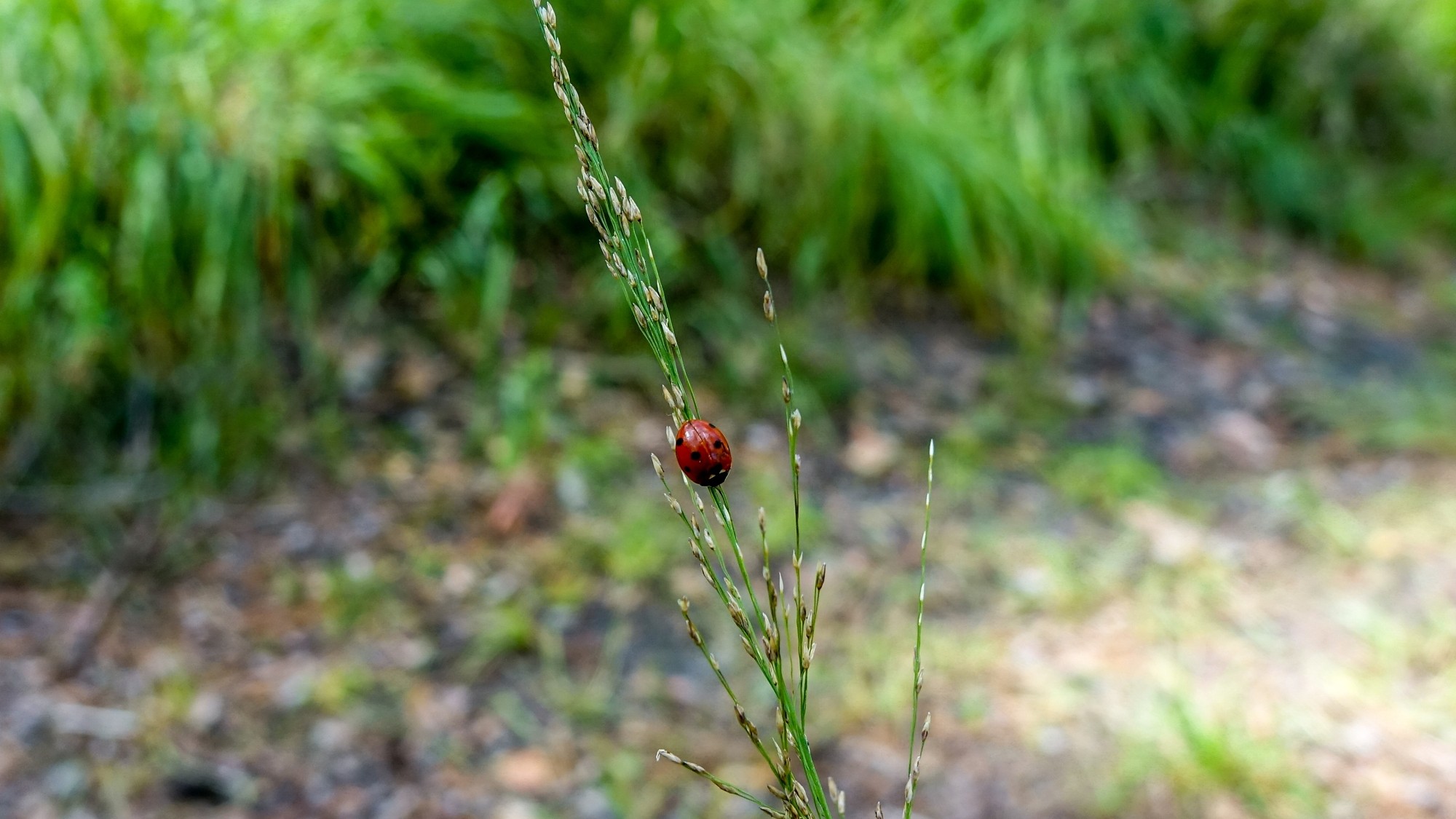 Późne lato na łonie natury - zdjęcie 34