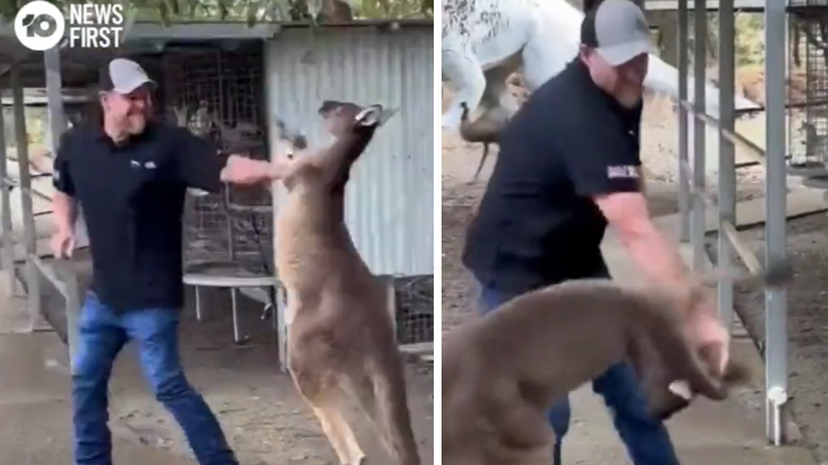 Australia: Turysta obronił kobietę przed kangurem. Nagranie z walki trafiło do sieci