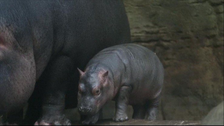 Debiut hipopotama w czeskim zoo