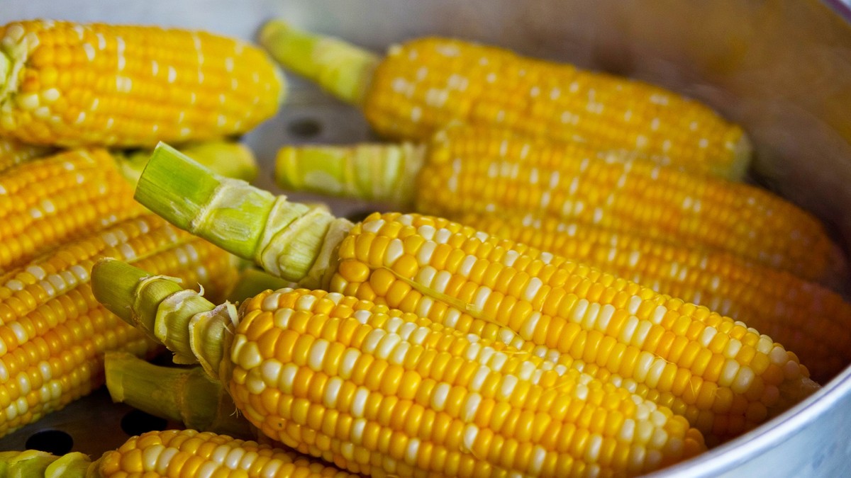 Rozpoczyna się skup mokrej kukurydzy – sprawdź, na jakie stawki mogą liczyć plantatorzy!