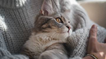 Kot może wydłużyć życie człowieka? Zaskakujące wyniki badań
