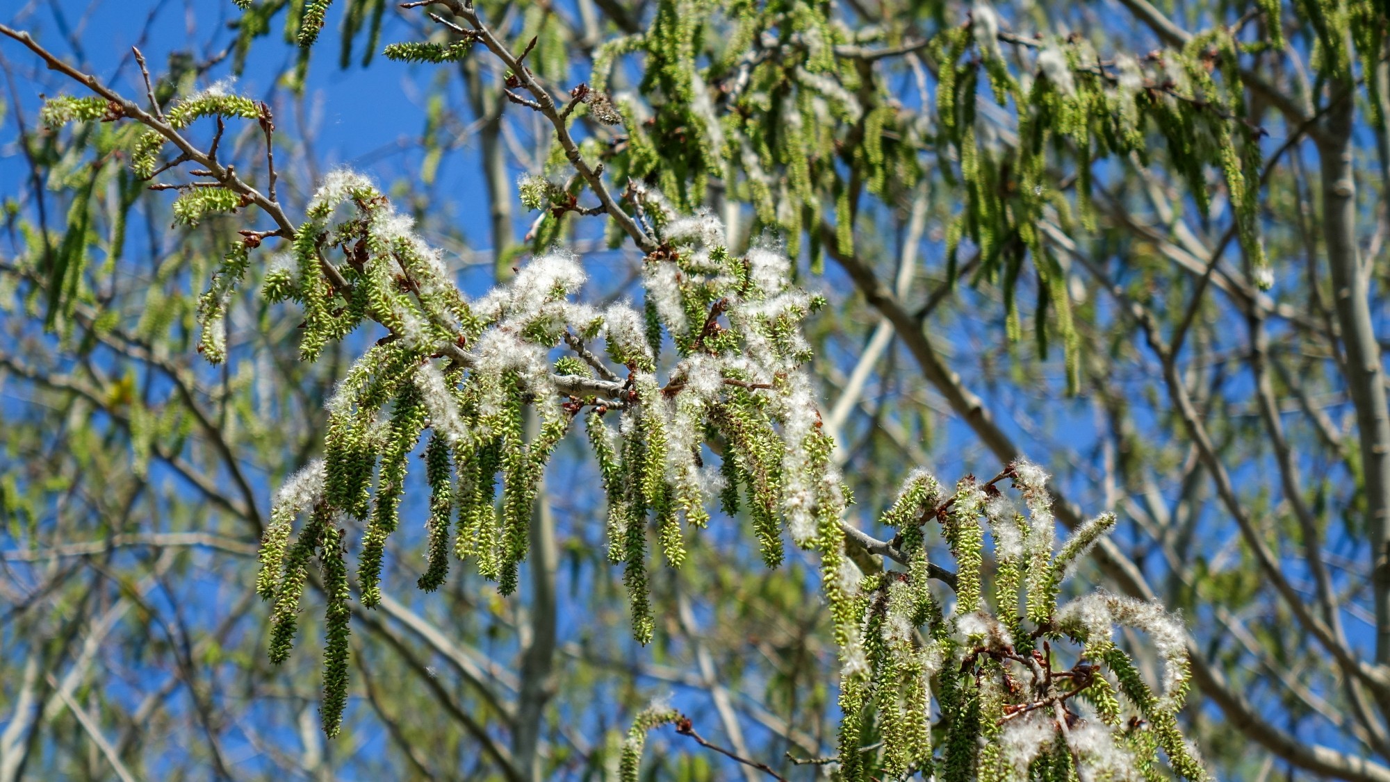 Kwitnąca wiosna - zdjęcie 16