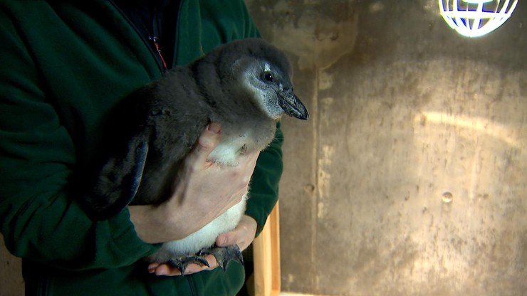 Pingwin Janush - pierwszy taki we wrocławskim zoo