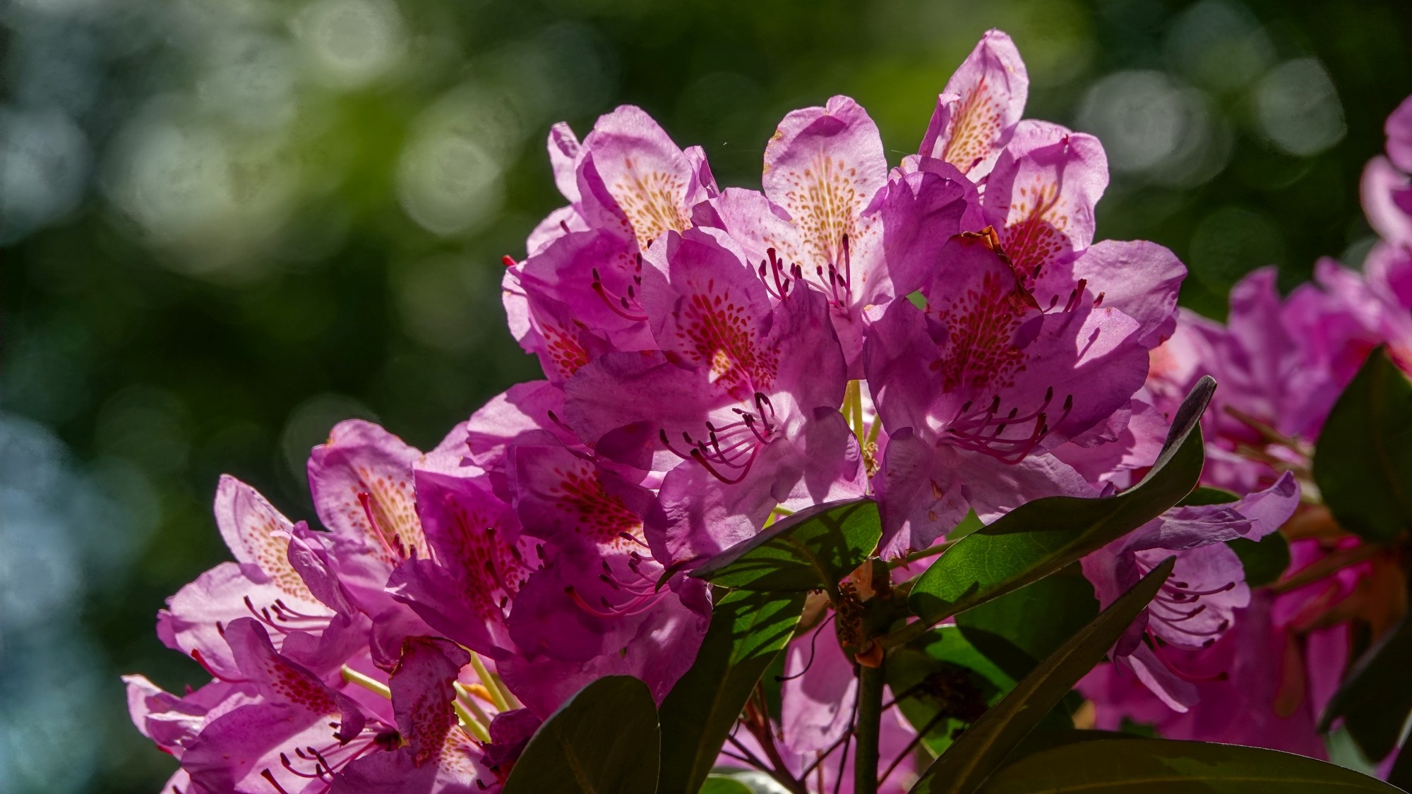 Całe piękno późnej wiosny - zdjęcie 24