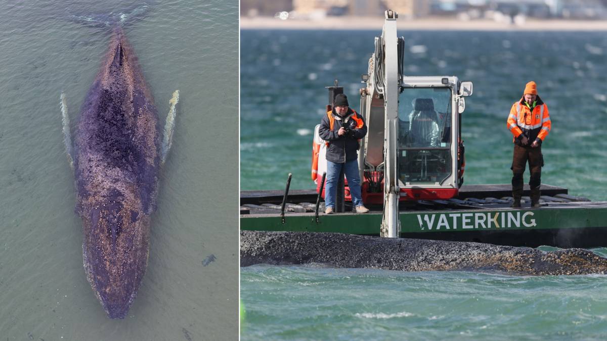 Zwrot ws. uwięzionego w Niemczech humbaka. Nadchodzą najważniejsze godziny