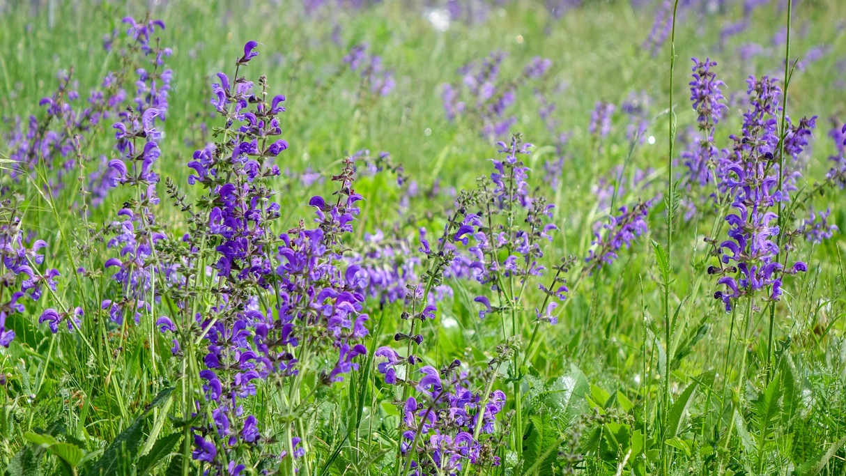 Maj w obiektywie - zdjęcie 24