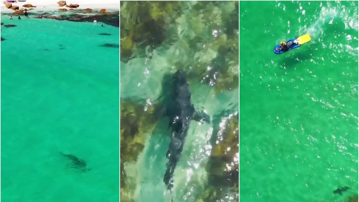 Australia. Zobaczył z drona podpływającego rekina. W porę ostrzegł pływaków