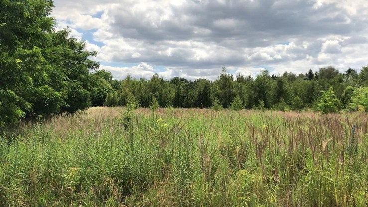 Miało być pole golfowe - będzie las. Władze Poznania chcą posadzić 184 tys. drzew