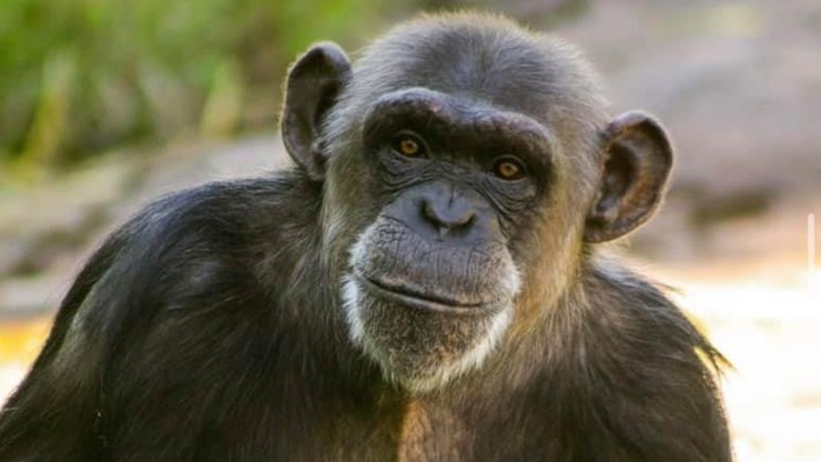 Szwecja. Szympansy uciekły z wybiegu w zoo. Trzy zastrzelono