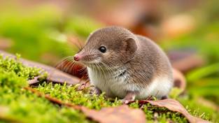 04-11-2025 05:58 Jeśli to urocze zwierzątko nie zje przez 2 godziny, od razu umiera