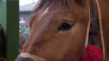 Obrońcy praw zwierząt planują wykup koni na targach w Skaryszewie