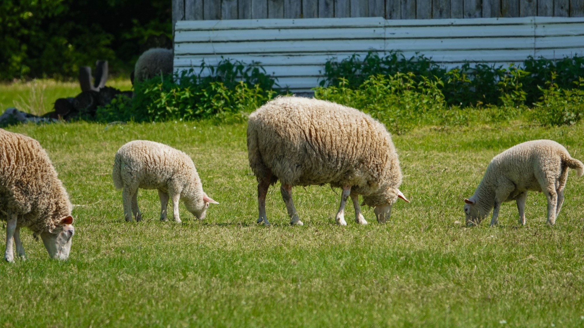 Lato w plenerze - zdjęcie 16
