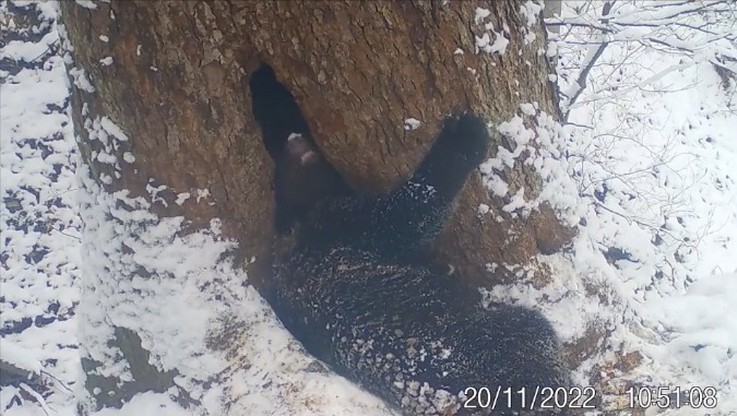 Nadleśnictwo Baligród. Kamera uchwyciła niedźwiedzia, który szykuje się do snu zimowego