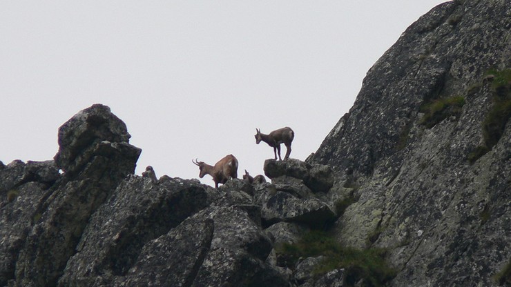 Najstarszy monitoring przyrodniczy prowadzony przez dwa państwa jednocześnie. Policzyli kozice w Tatrach
