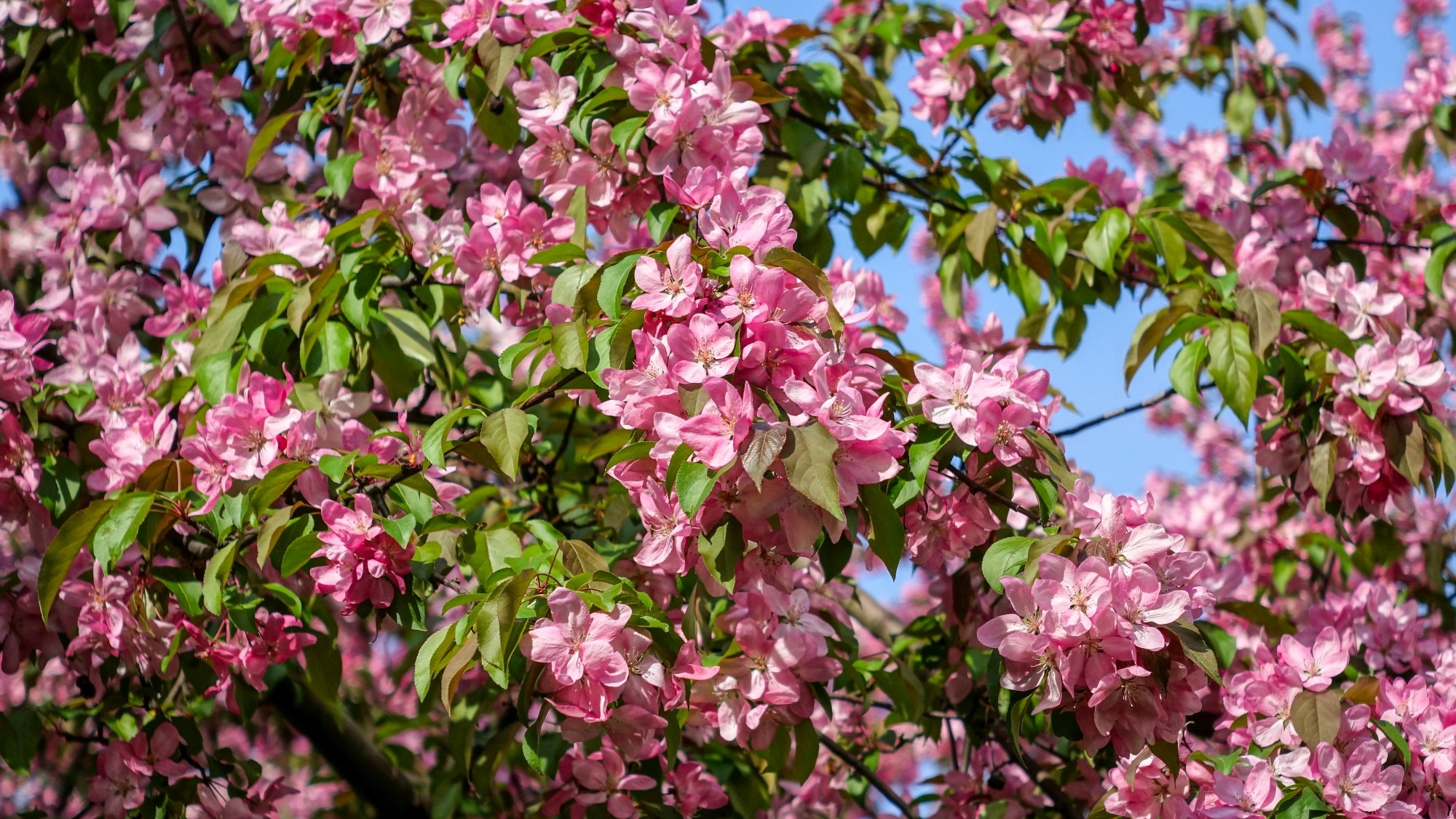 Wiosna radosna - zdjęcie 6