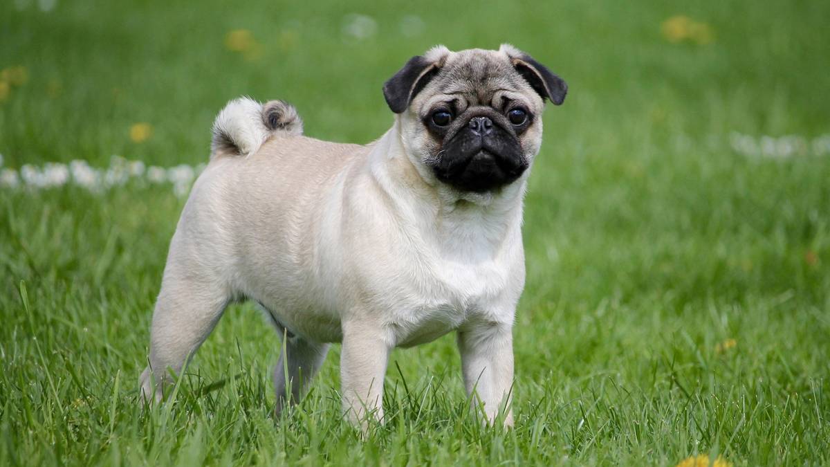 Mops