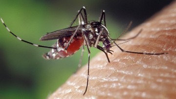 Najwięcej komarów wykluje się na przełomie czerwca i lipca
