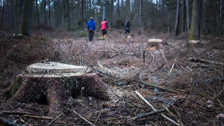 Rada Naukowa Leśnictwa: jedyną metodą prowadzenia gospodarstwa leśnego jest siekiera