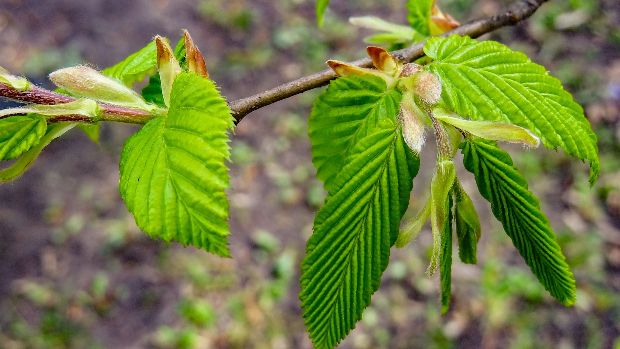 Wiosenna pobudka - zdjęcie 16