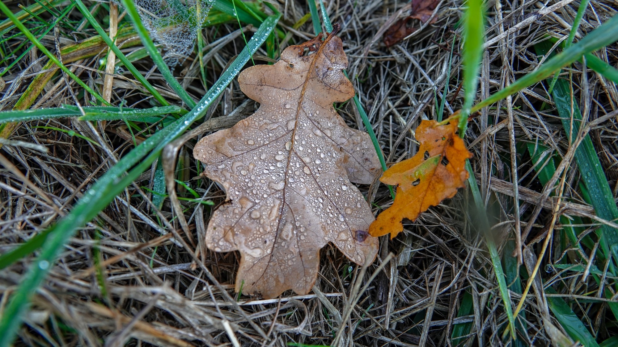 Wszystkie barwy jesieni - zdjęcie 37