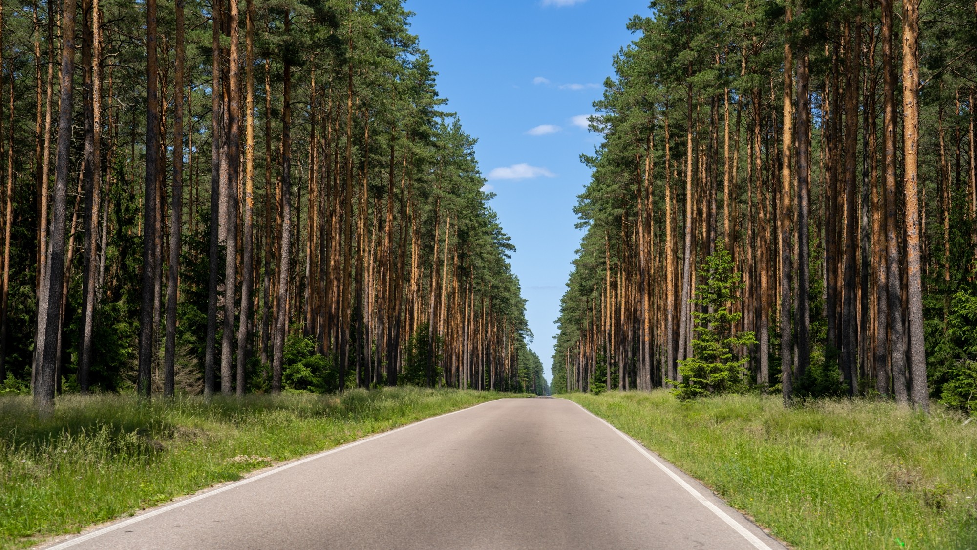 Kolory lata - zdjęcie 73