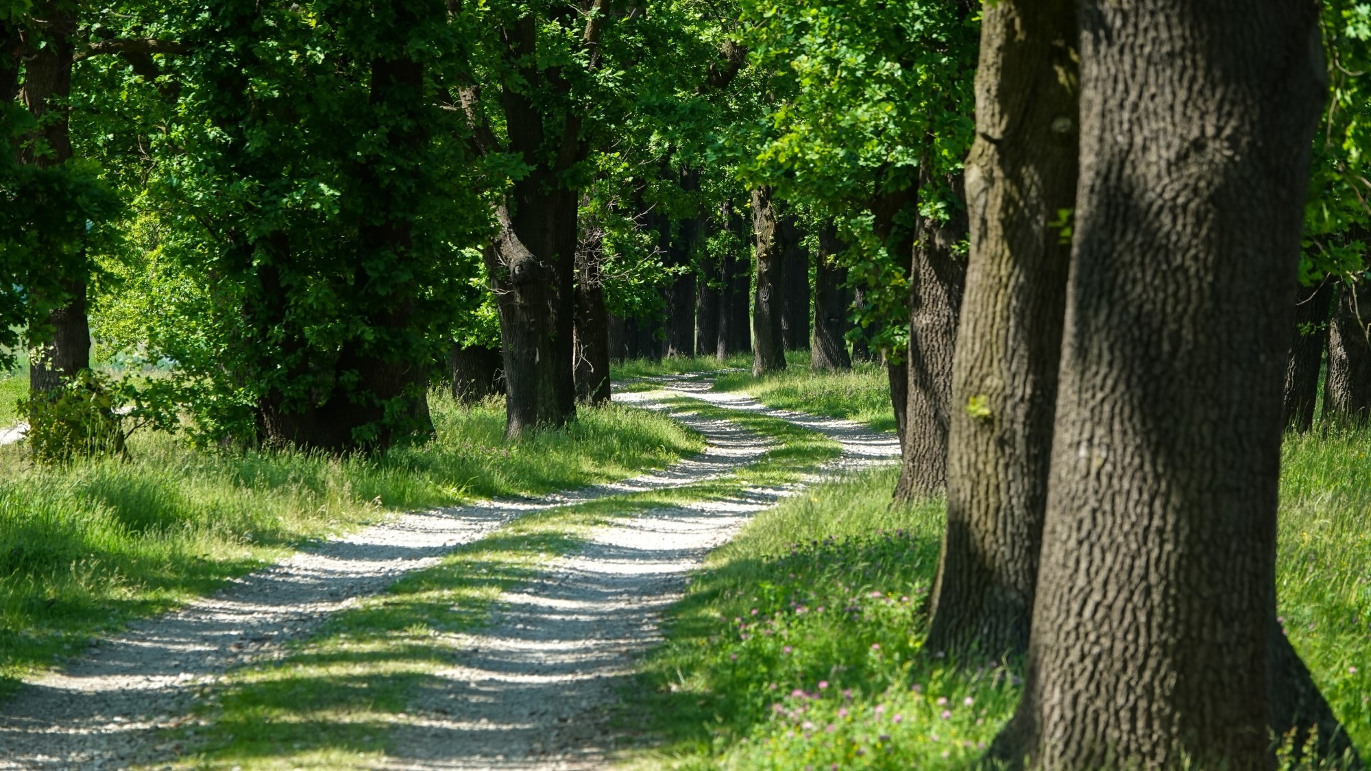 Całe piękno późnej wiosny - zdjęcie 40