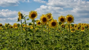 20.08.2020 12:00 Środek lata w plenerze. Zobacz piękne zdjęcia swojskich krajobrazów