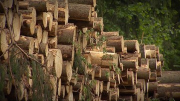 Szydło: sanitarne usuwanie drzew z Puszczy Białowieskiej ma puszczę uratować