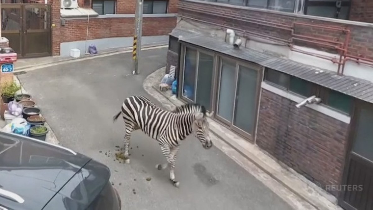 Korea Południowa: Zebra przez trzy godziny biegała po mieście. Przechodnie skonsternowani