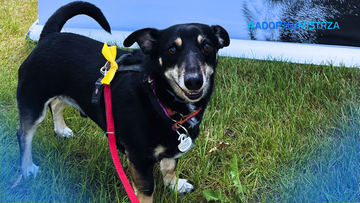 Poradnik #AdoptujMistrza | Żółta wstążka u psa