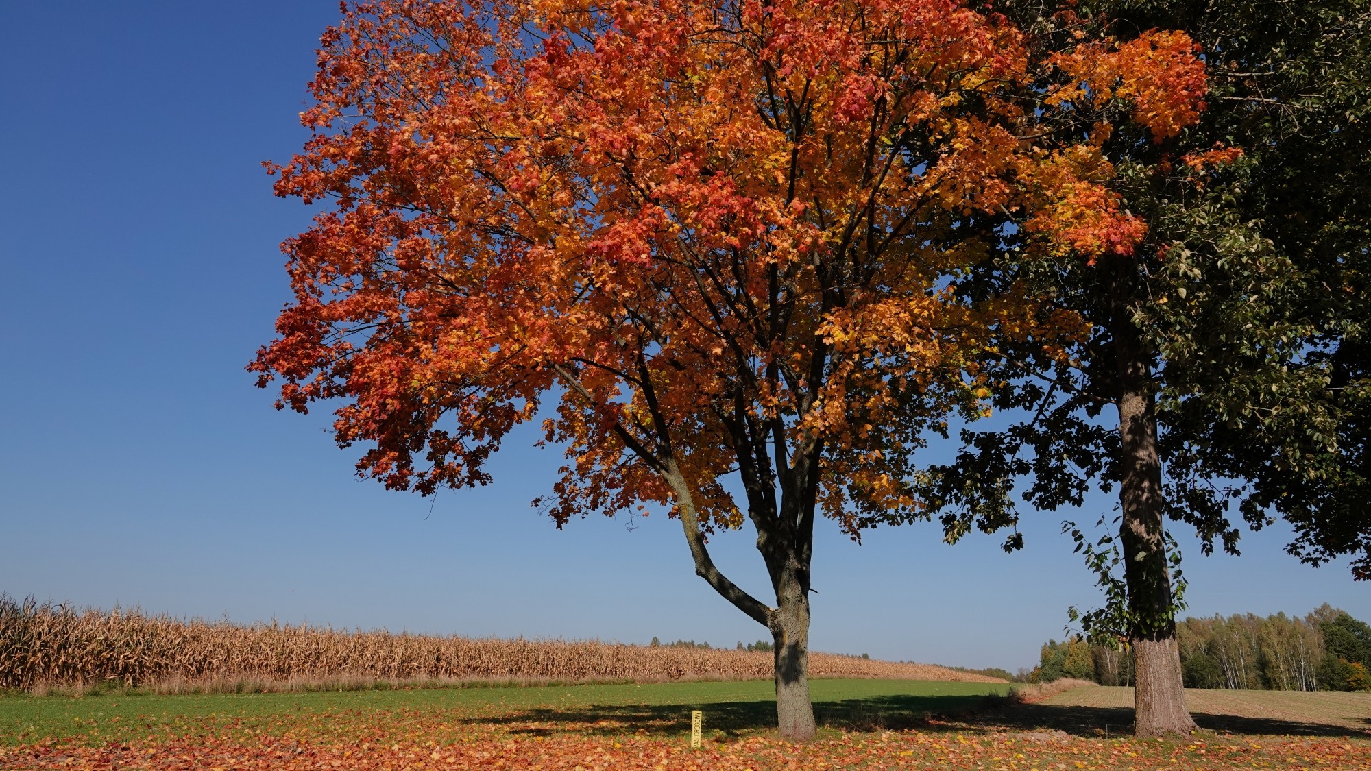 Jesienne klimaty - zdjęcie 34
