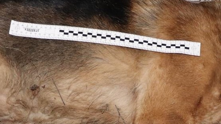 Pies wpadł w sidła i zmarł w męczarniach. Policja poszukuje kłusownika